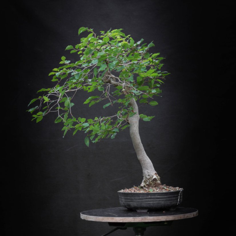 Carpinus koreana KH10