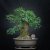 Prunus mahaleb #08