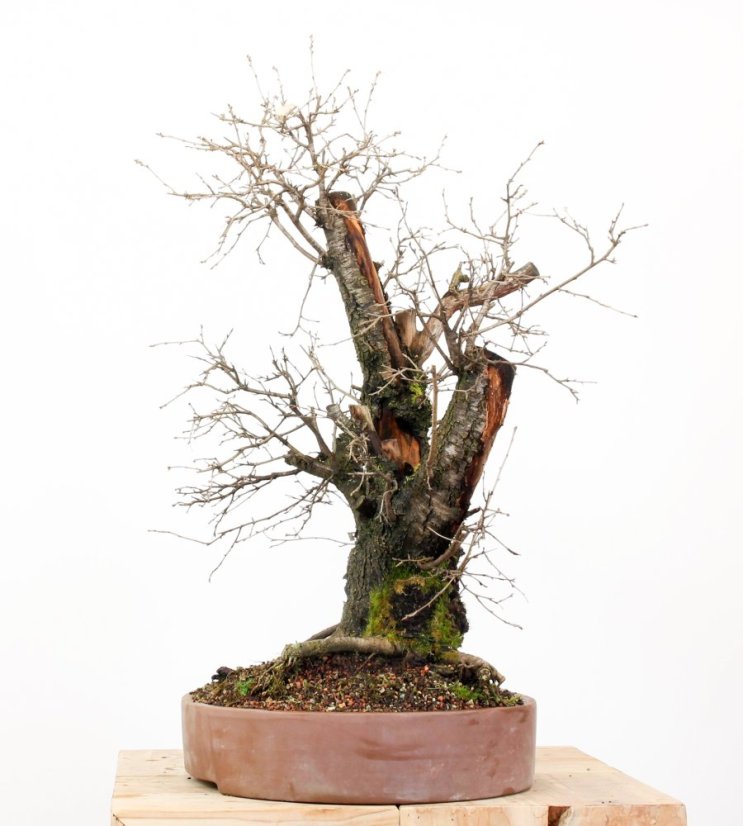 Prunus mahaleb #45