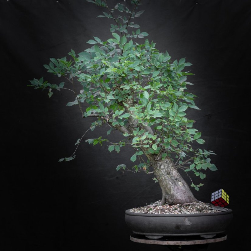 Ulmus glabra no.3