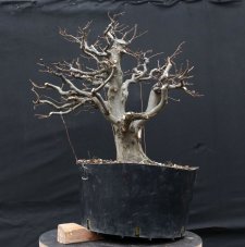 Carpinus betulus #09