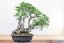 Carpinus orientalis no.4