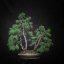 Pinus sylvestris #03
