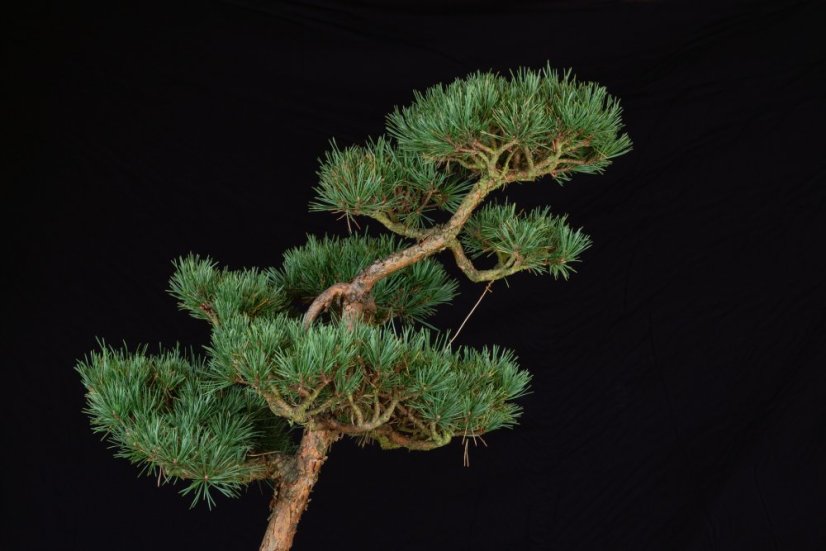 Pinus sylvestris Watereri NIW.10