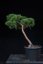 Pinus sylvestris Watereri NIW.14
