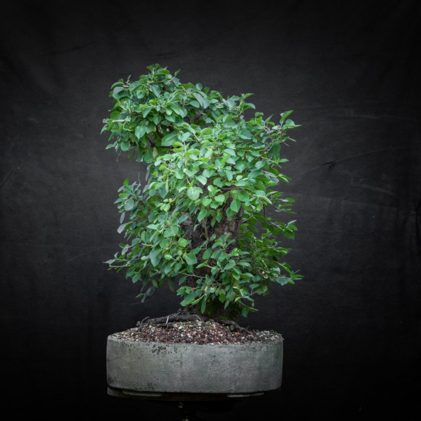 Prunus mahaleb #45