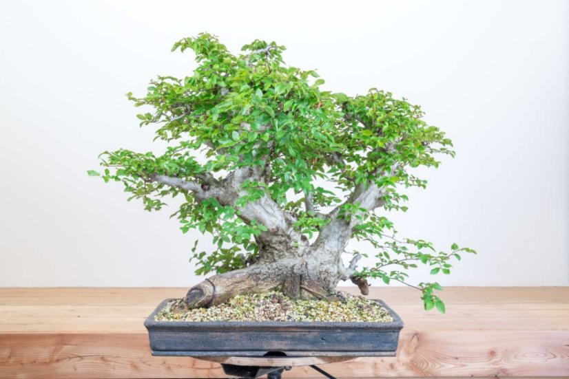 Carpinus orientalis no.5