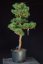 Pinus sylvestris Watereri NIW.6