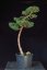 Pinus sylvestris Watereri NIW.10