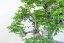 Carpinus orientalis no.5