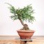 Taxus baccata no.21