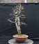 Carpinus betulus #10
