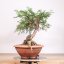 Taxus baccata no.21