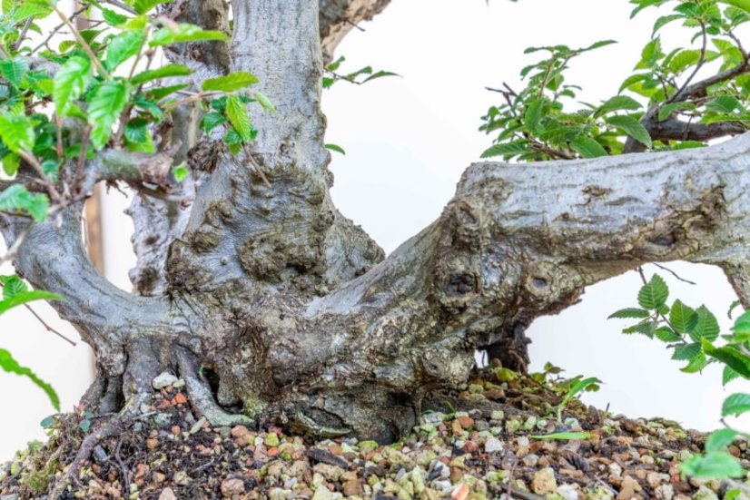 Carpinus orientalis no.1