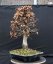 Carpinus betulus #11