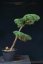 Pinus sylvestris Watereri NIW.20