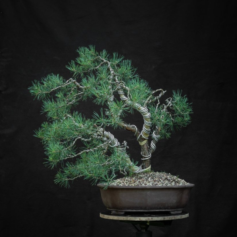 Pinus sylvestris #13