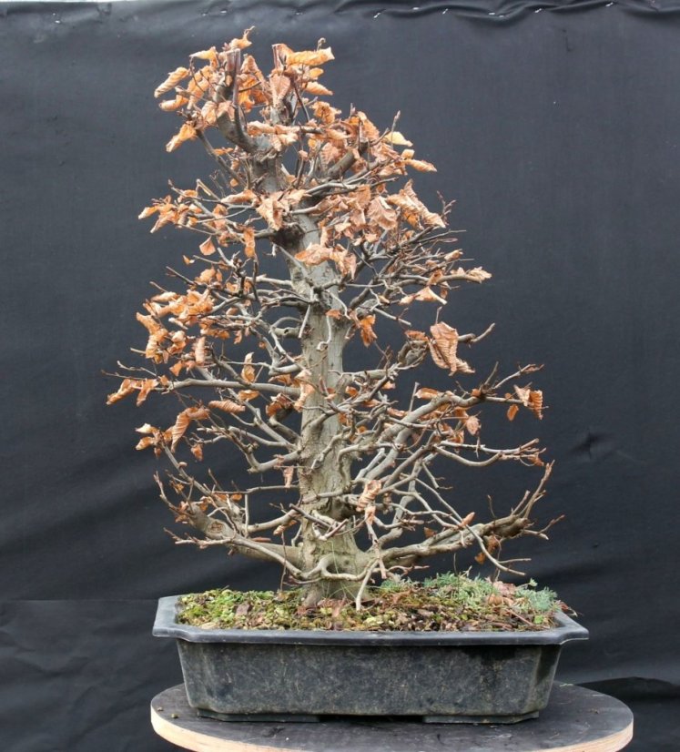 Carpinus betulus #05