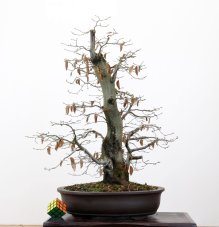 Carpinus betulus #13