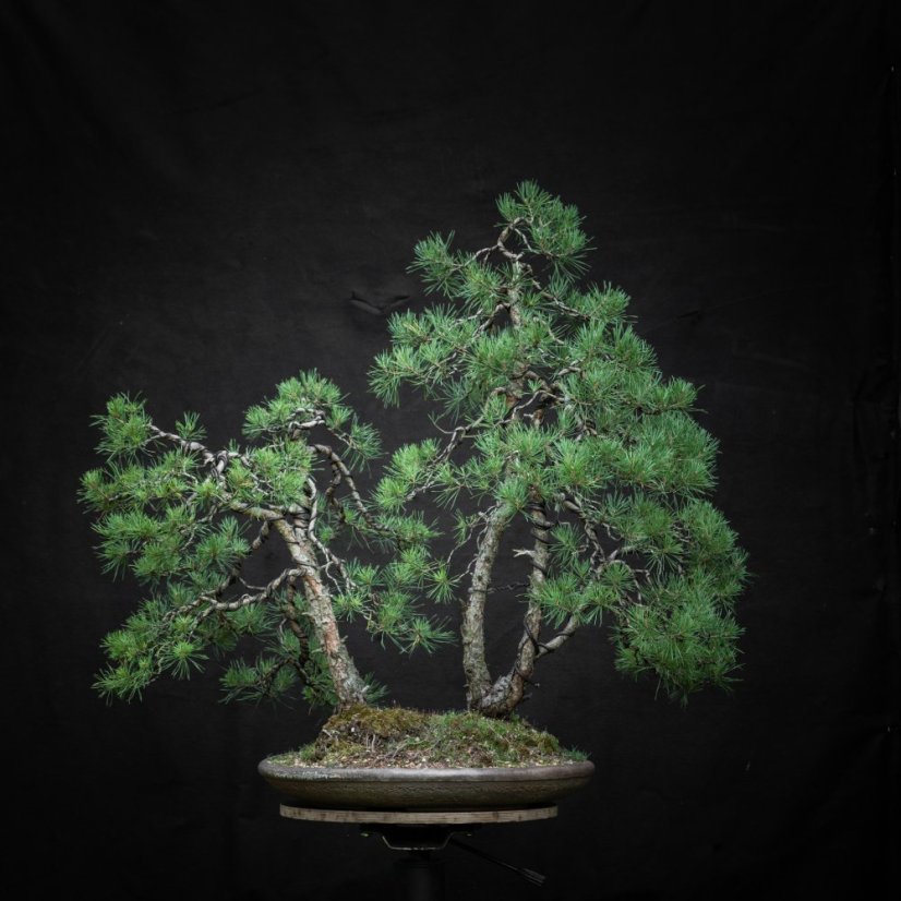 Pinus sylvestris #03