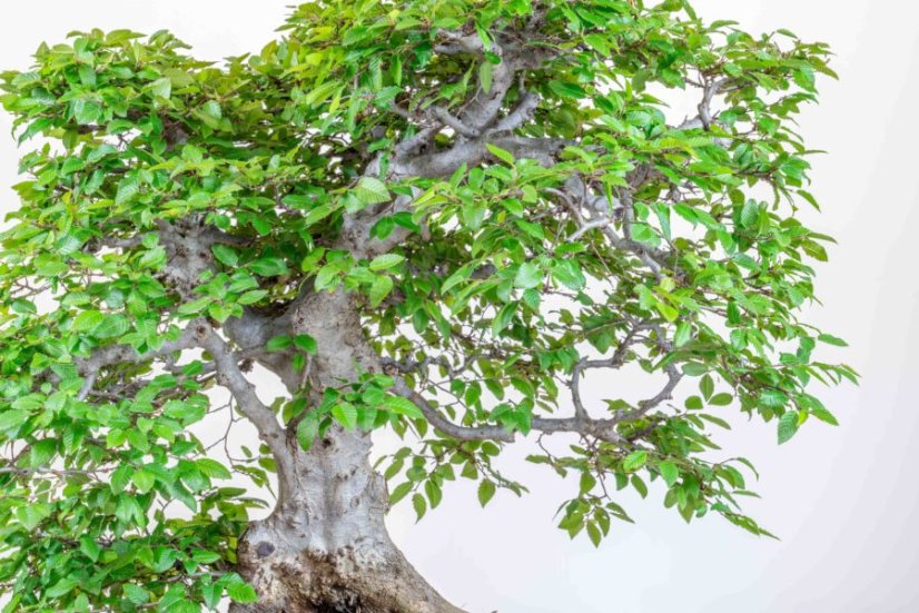 Carpinus orientalis no.2