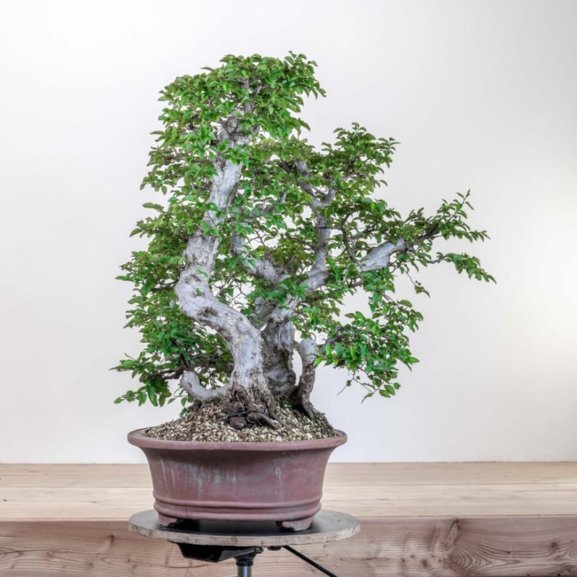 Carpinus orientalis no.1