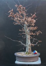 Carpinus betulus #06