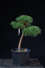 Pinus sylvestris Watereri NIW.13