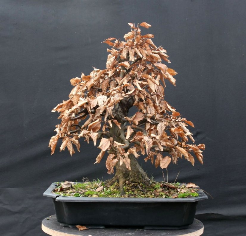 Carpinus betulus #07