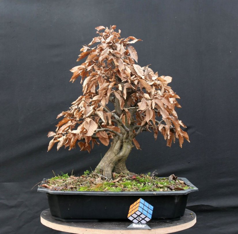 Carpinus betulus #07