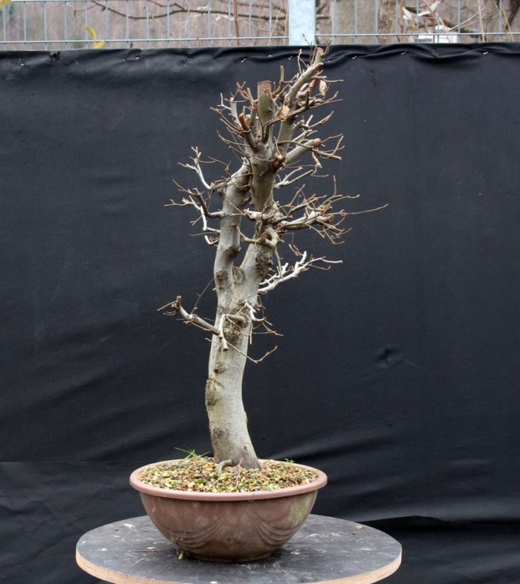 Carpinus betulus #10