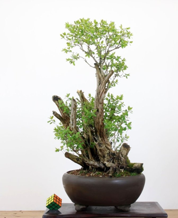 Lonicera tatarica #01