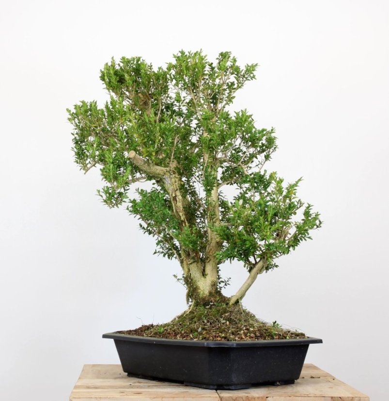 Buxus sempervirens #01