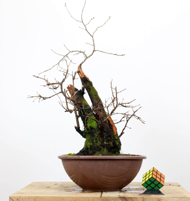 Prunus mahaleb #01