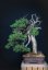 Juniperus sabina #04-  CENA NA VYŽÁDÁNÍ / PRICE ON REQUEST