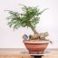Taxus baccata no.21