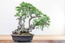Carpinus orientalis no.4