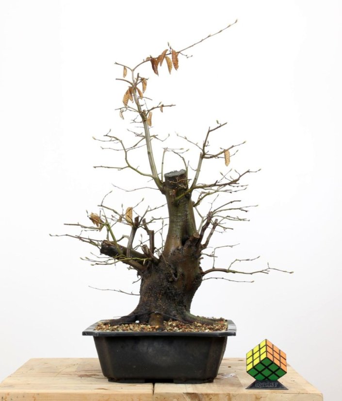 Carpinus betulus #12