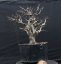 Carpinus betulus #09
