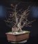 Carpinus betulus #03