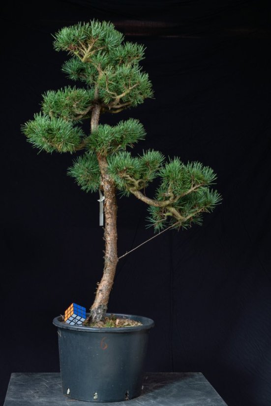 Pinus sylvestris Watereri NIW.6