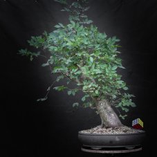 Ulmus glabra no.3