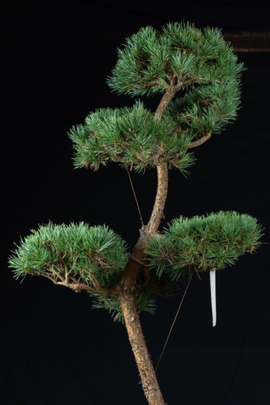 Pinus sylvestris Watereri NIW.16