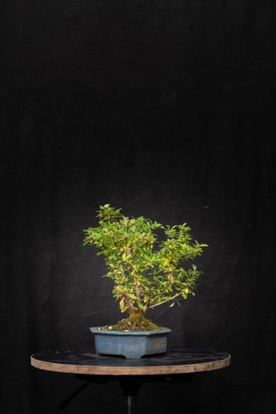 Berberis vulgaris DR01