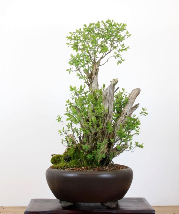 Lonicera tatarica #01