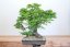 Carpinus orientalis no.5