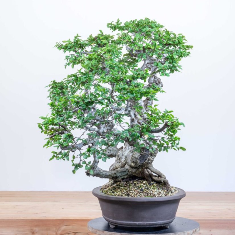 Carpinus orientalis no.4