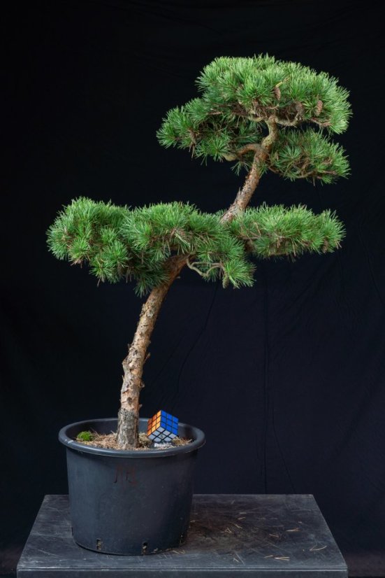 Pinus sylvestris Watereri NIW.17