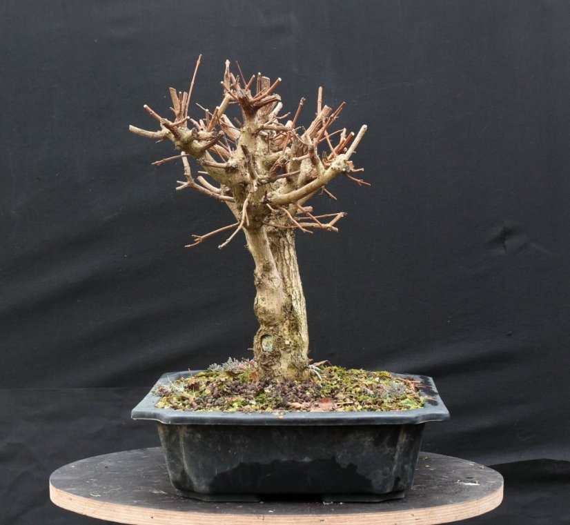 Acer campestre #04