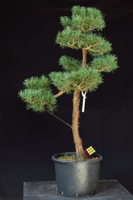 Pinus sylvestris Watereri NIW.6